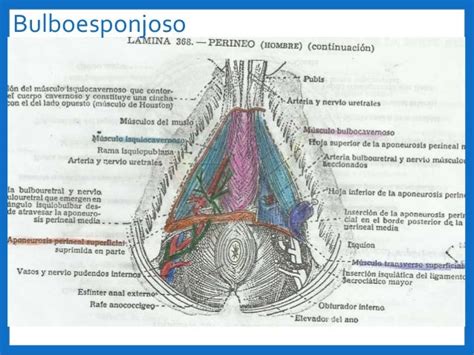 perineo hombre|Pelvis y periné: Anatomía, órganos, vasos, nervios 